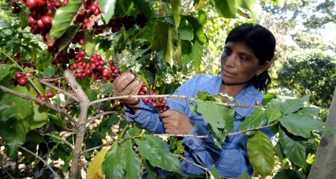 Productores de café locales